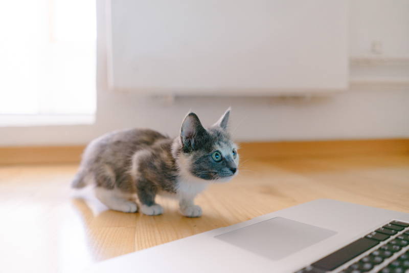 Kitten sneaking up to a laptop
