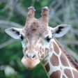 Saint Louis Zoo logo on InHerSight