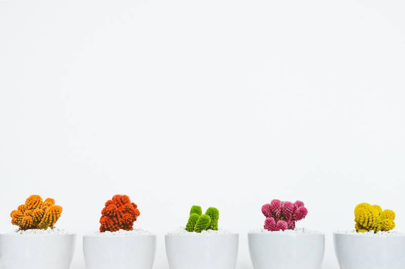 Five multicolor cacti