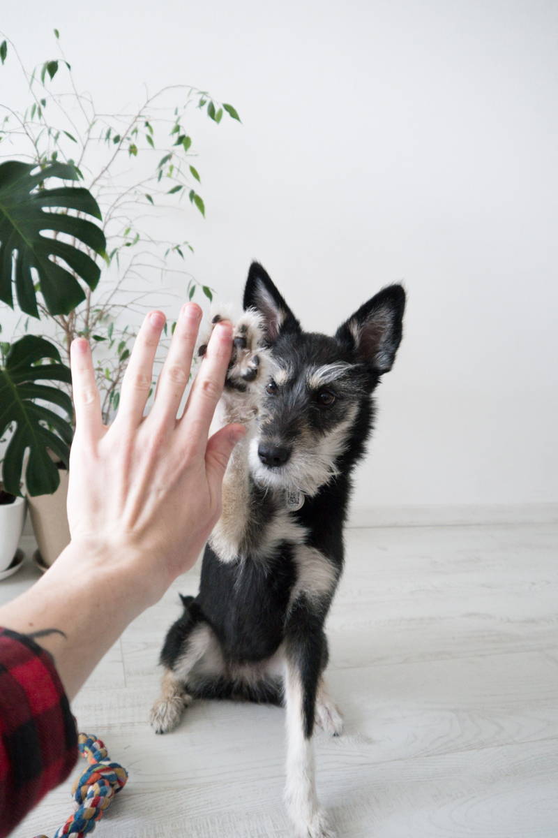 Furry coworker high-fiving a remote worker